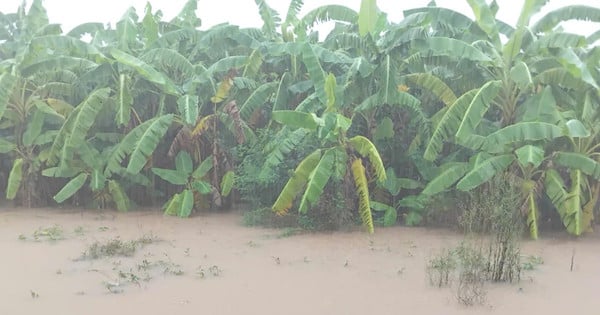 Komune O Dien: Lebih dari 200 hektar lahan pertanian terendam banjir akibat hujan lebat yang berkepanjangan.