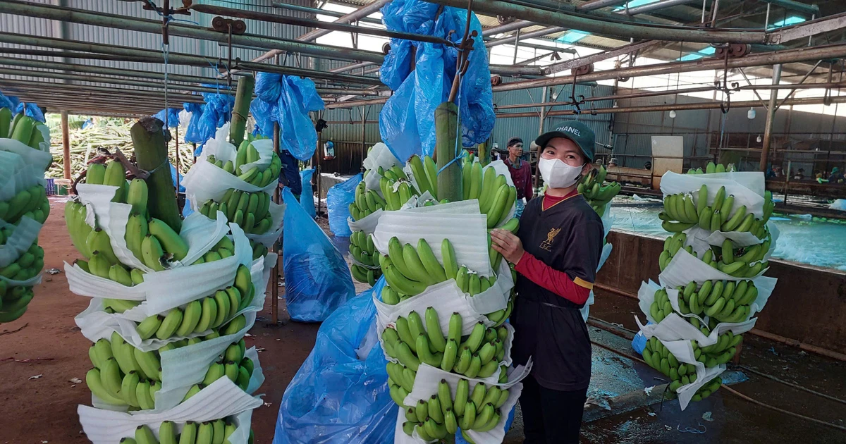 Gia Lai mở hướng xuất khẩu nông sản qua Cửa khẩu quốc tế Tà Lùng