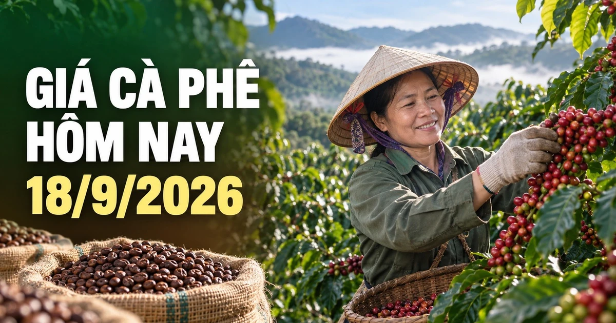 Giá cà phê hôm nay 18/9 giảm 300 đồng/kg, hai sàn thế giới cùng đi xuống