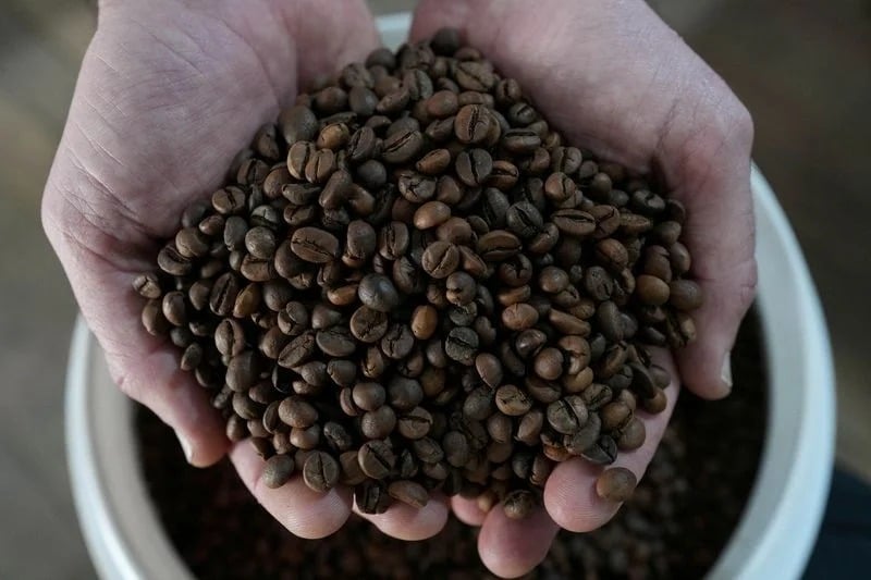 Harga kopi hari ini, 18 September: Turun di tengah prospek pasokan yang positif, robusta turun di bawah $3.400.