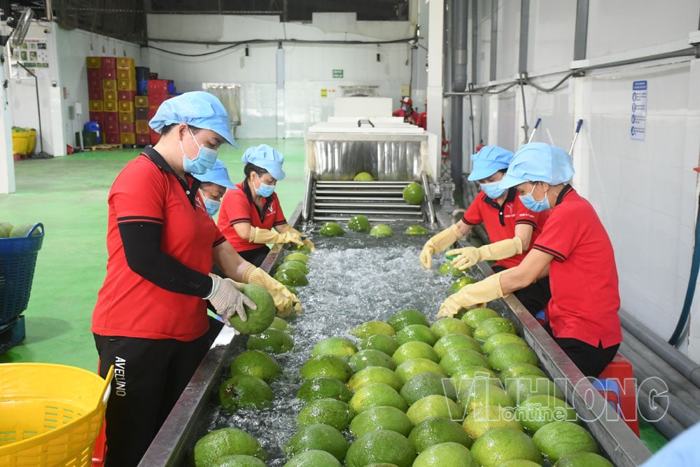 Cần chính sách tài chính hỗ trợ xuất khẩu nông sản