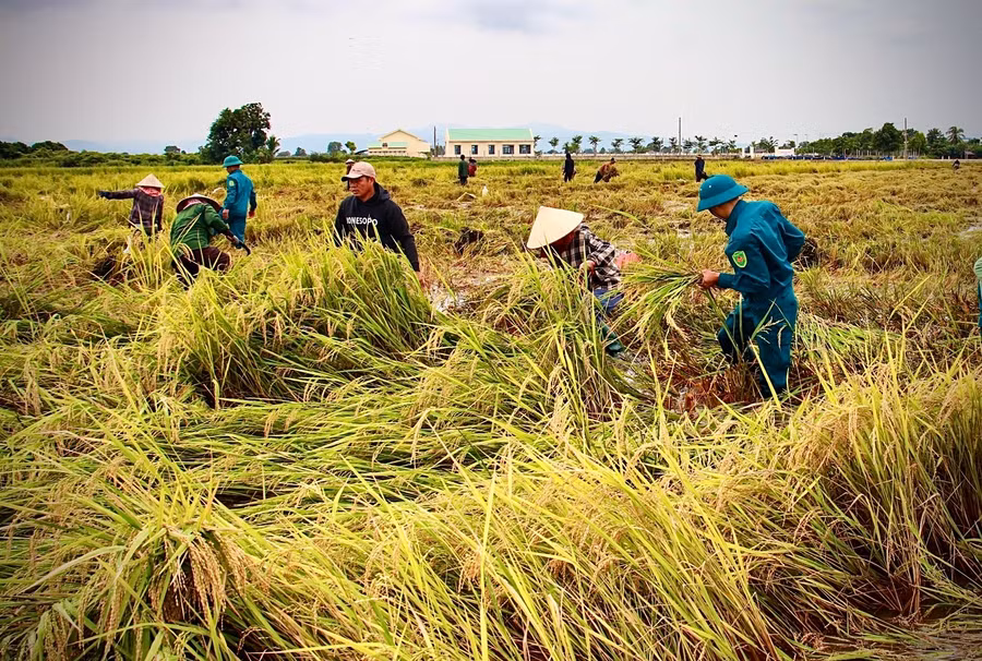 Memanfaatkan jeda hujan, mereka membantu warga memanen padi yang terendam banjir.