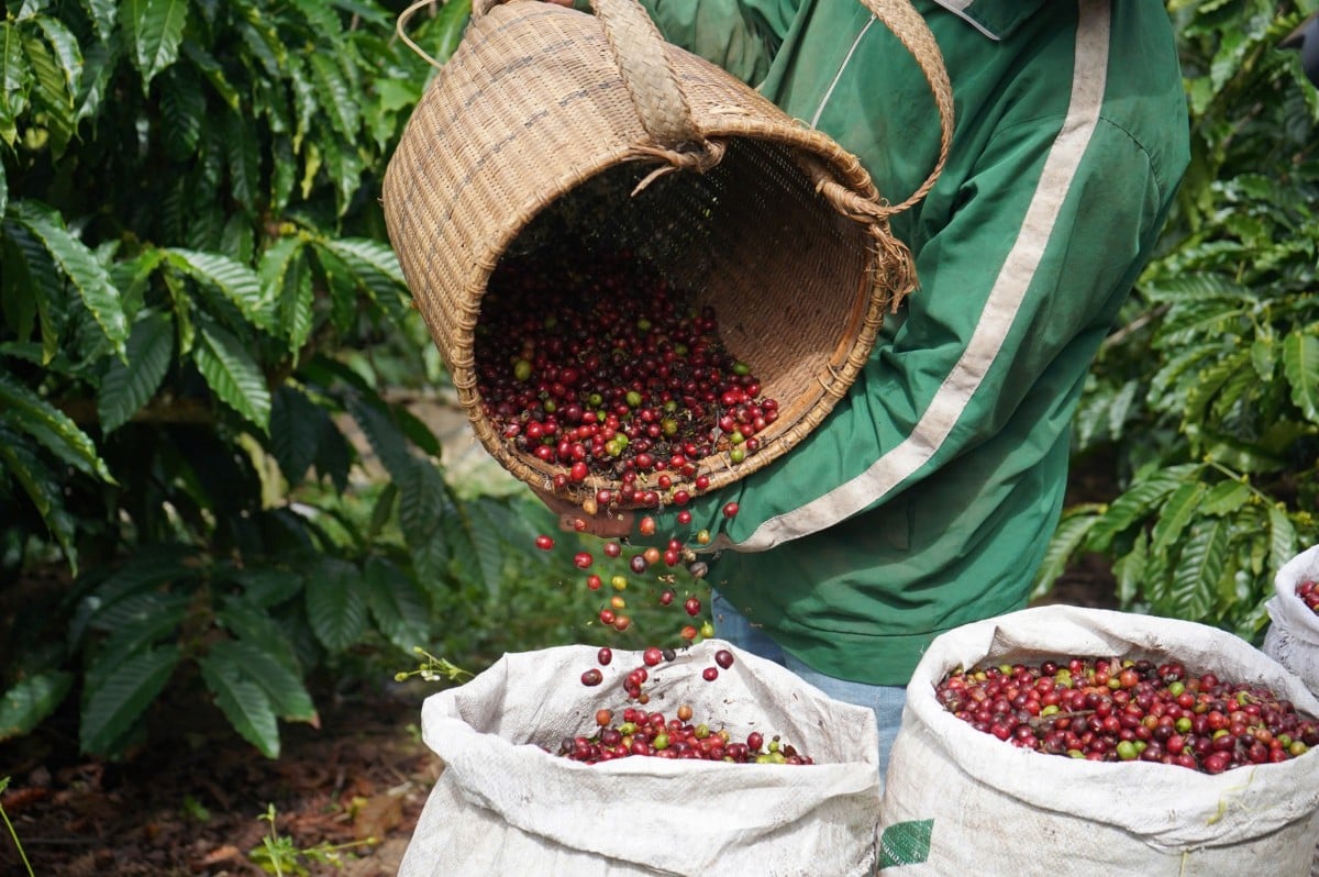 Giá cà phê hôm nay 30/9: Giá Arabica tiếp tục tăng