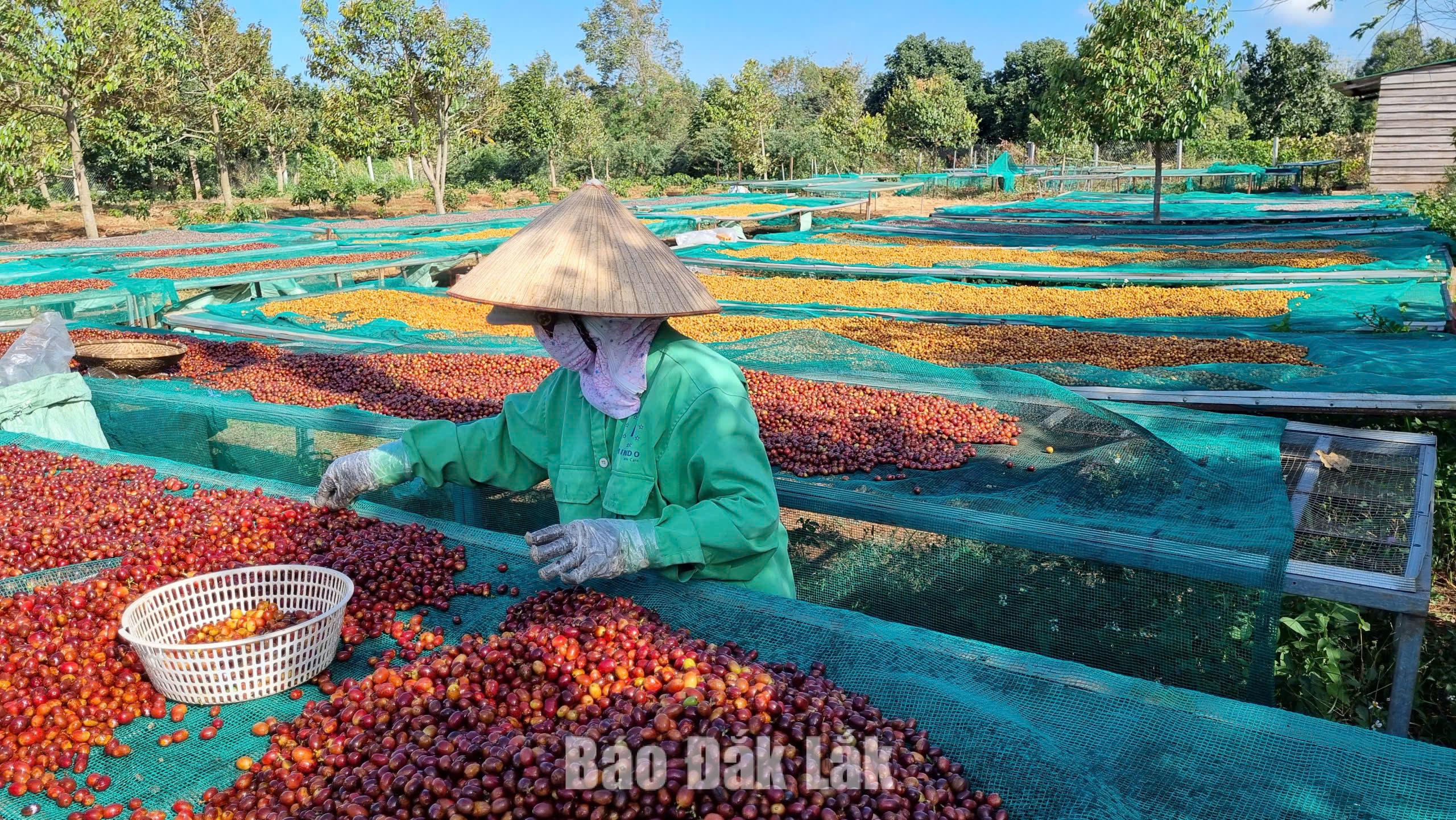 Kopi Robusta Vietnam menyumbang 9 dari 10 sampel internasional dalam Top 20 Global Robusta Awards 2026.