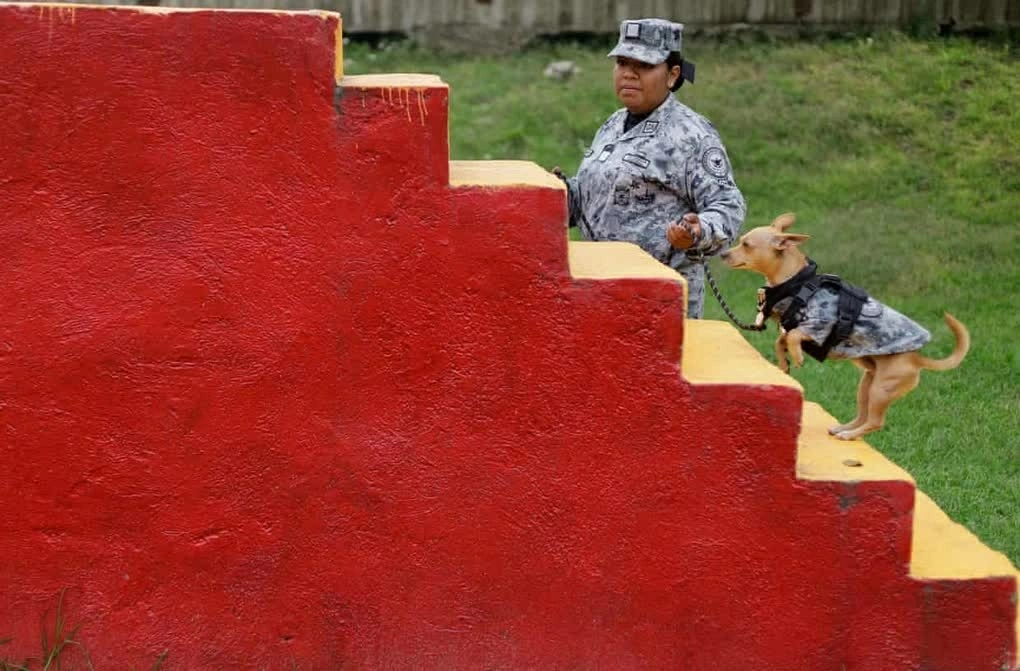 The special Chihuahua of the Mexican National Guard. Chú chó Chihuahua đặc biệt của Vệ binh Quốc gia Mexico