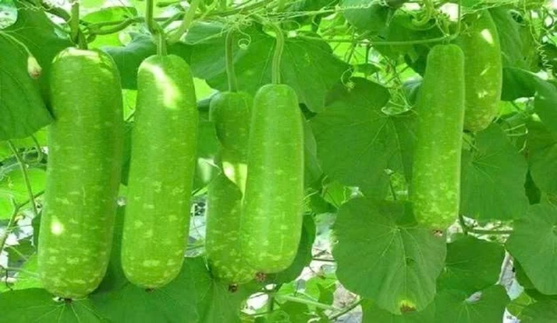 Quả bầu là thực phẩm quen thuộc, chứa nhiều nước và ít năng lượng, phù hợp bổ sung vào chế độ ăn hằng ngày. (Nguồn: Suckhoedoisong) Quả bầu là thực phẩm quen thuộc, chứa nhiều nước và ít năng lượng, phù hợp bổ sung vào chế độ ăn hằng ngày. (Nguồn: Suckhoedoisong)