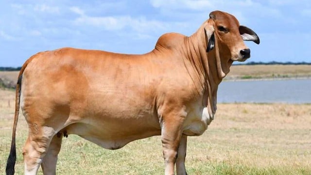 The groom's father was arrested for stealing a cow to be used for his son's wedding feast - Photo 1.