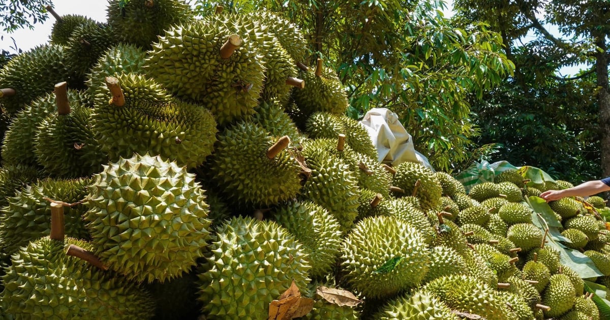 Đánh cược với sầu riêng Ri6, chàng trai Cần Thơ vượt qua những 'vụ mùa đắng'
