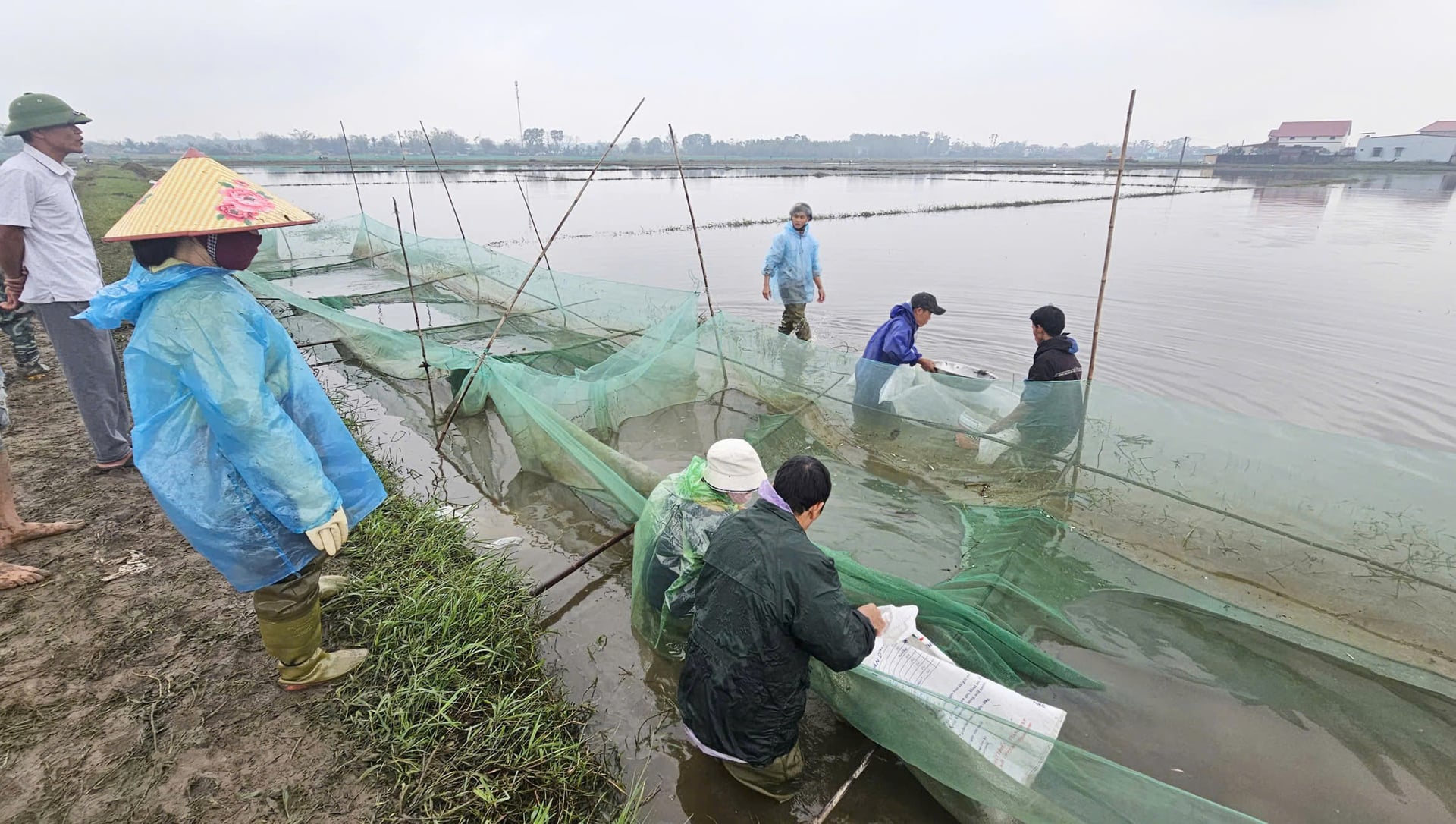 Ngoài bán cá thương phẩm, Tân Mỹ còn cung cấp cá giống cho những hồ nuôi ở địa phương khác. Ảnh: T. Đức.