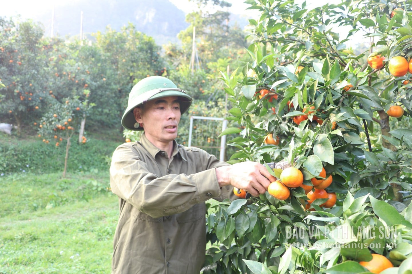 Ông Hùng thu hoạch cam đường Canh