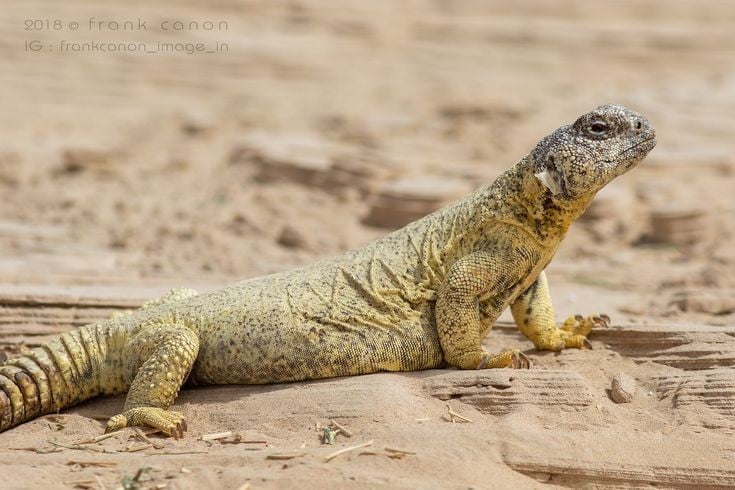 Primariamente herbívoro. Ao contrário de muitos lagartos insetívoros, o lagarto-de-cauda-clava egípcio alimenta-se principalmente de folhas, flores, sementes e brotos jovens, estando perfeitamente adaptado a ambientes onde as presas vivas são escassas. Foto: Pinterest.