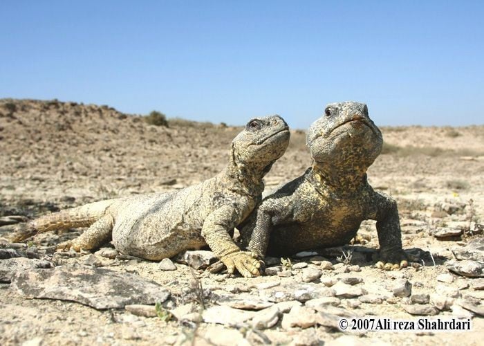 Eles são excepcionalmente bem adaptados ao clima desértico rigoroso. Toleram altas temperaturas diurnas, reduzem a atividade durante a luz solar intensa e se refugiam em tocas profundas para evitar a desidratação. Foto: Pinterest.
