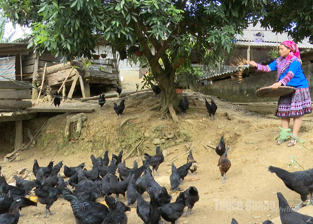 This is the model of raising native black chickens by Ms. Thào Thị Sinh's family in Lùng Vi village after 3 months.