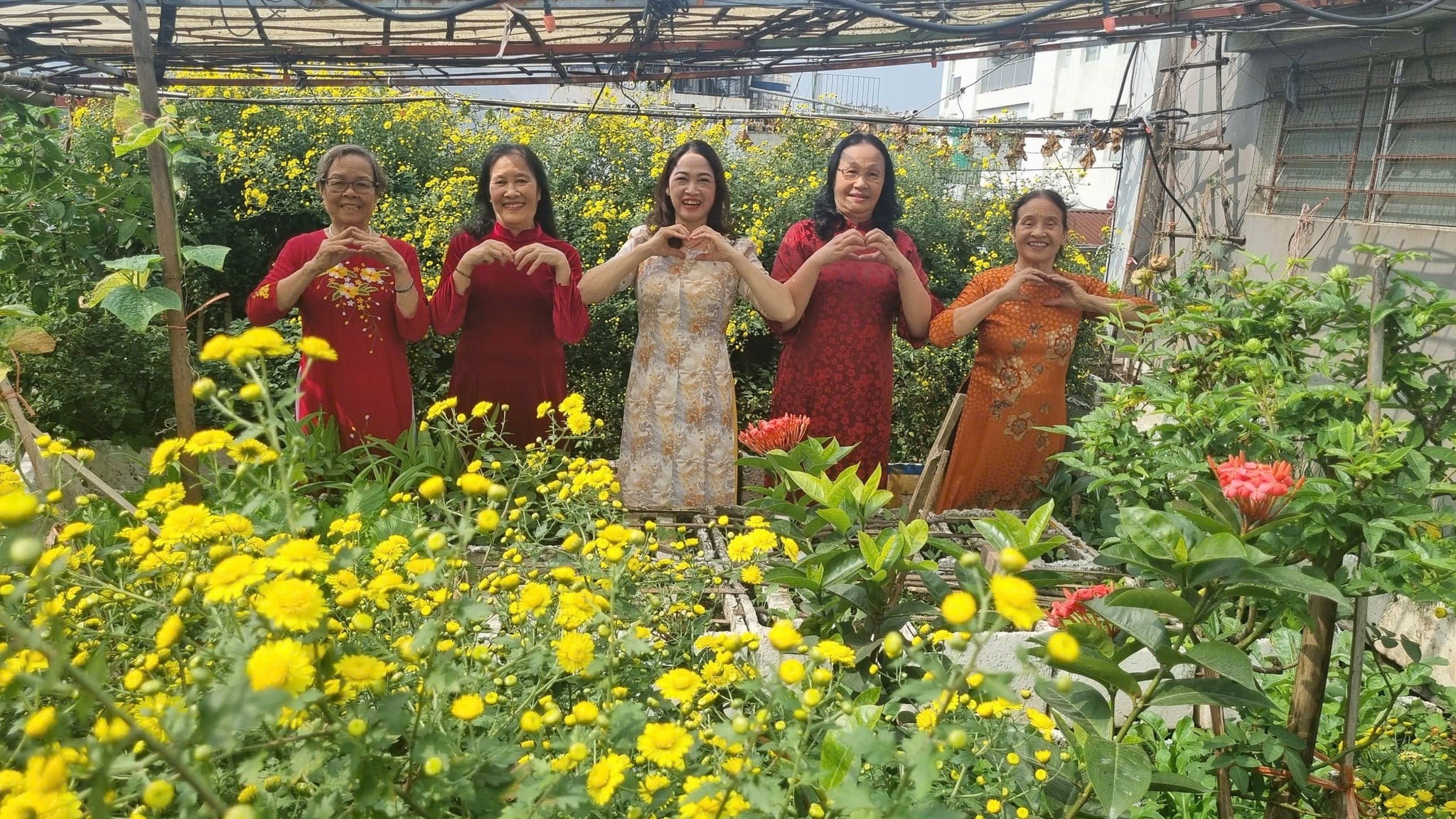 Tự làm trà hoa cúc "biếu cả họ" từ vườn trên sân thượng- Ảnh 4.