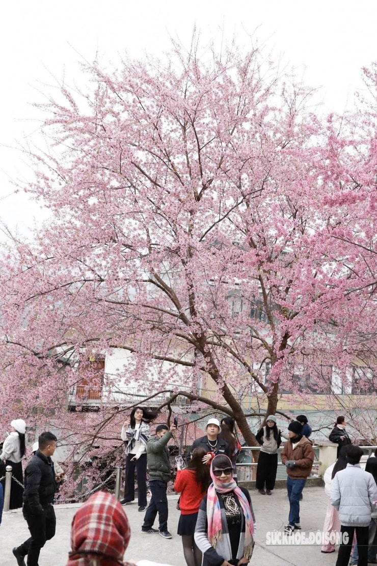 Bunga sakura mekar dengan warna merah jambu yang terang, menjadi latar belakang yang menawan hati para pengunjung.