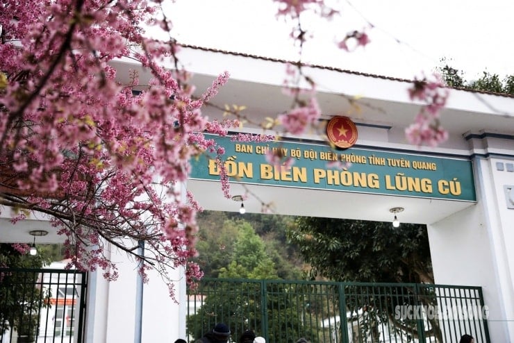 Papan tanda untuk Pos Pengawal Sempadan Lung Cu menonjol berlatarbelakangkan bunga sakura.