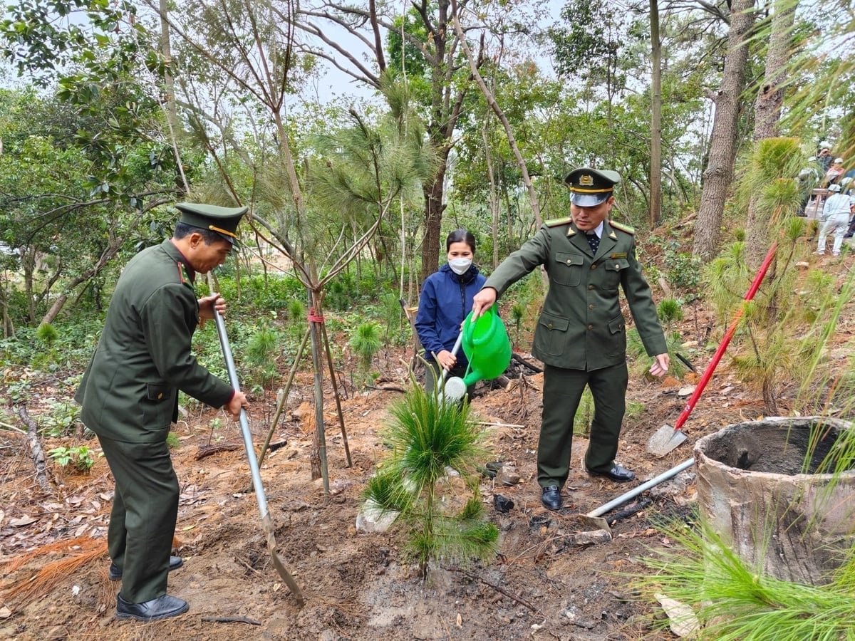 Phát triển trồng rừng sẽ tạo nguồn kinh tế xanh bền vững. Ảnh: Phạm Hoàng. 