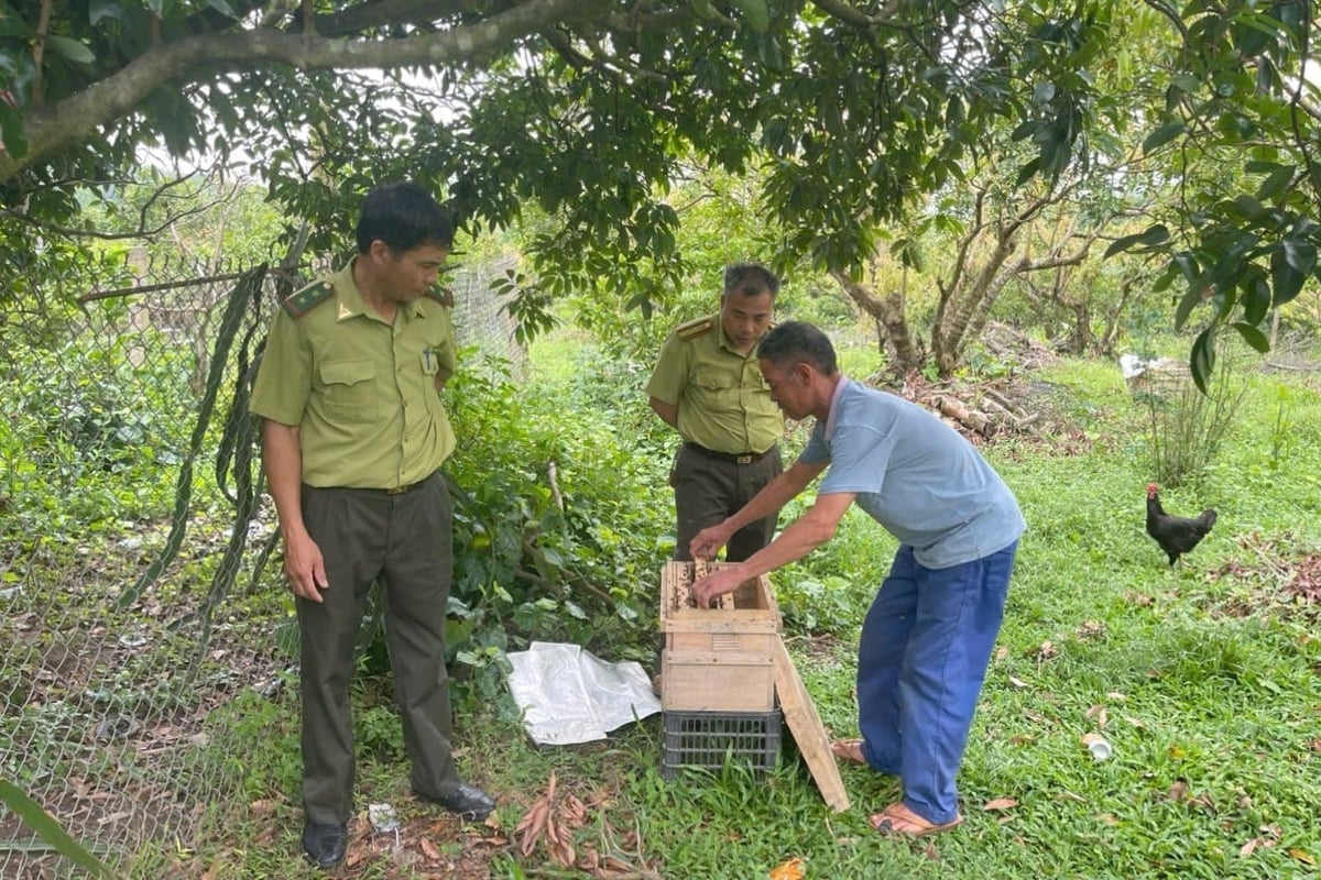 Người dân gắn bó với rừng sẽ thu được nhiều nguồn lợi kinh tế. Ảnh: Phạm Hoàng. 