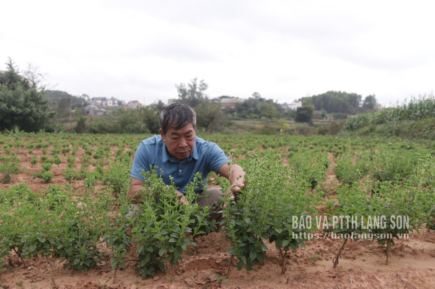 Model uprawy stewii stosowany przez spółdzielnię Loc Binh Clean Agriculture Cooperative.