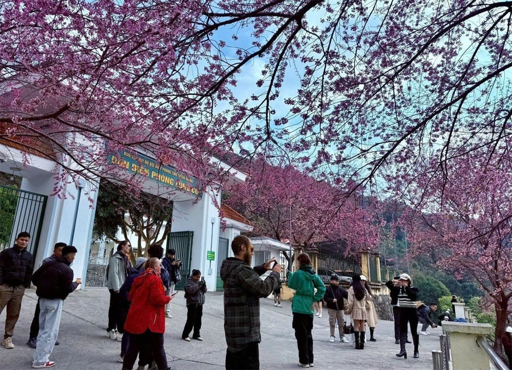 Πηγαίνετε στο Lung Cu για να θαυμάσετε τα άνθη της κερασιάς σε πλήρη άνθιση.