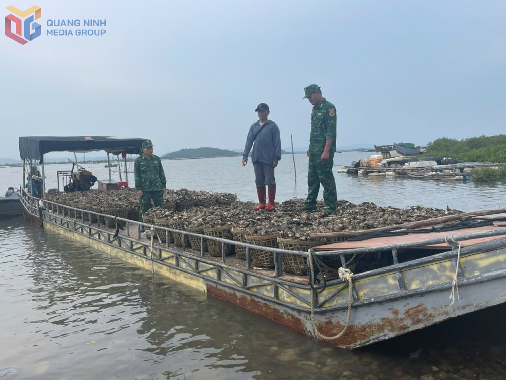 The Tra Co Border Guard Post, in coordination with the Anti-Drug and Crime Task Force - Operations Department (Quang Ninh Provincial Border Guard), arrested an individual on July 14th for illegally transporting 4 tons of oysters from China to Vietnam for consumption using a raft. Photo: Huu Viet