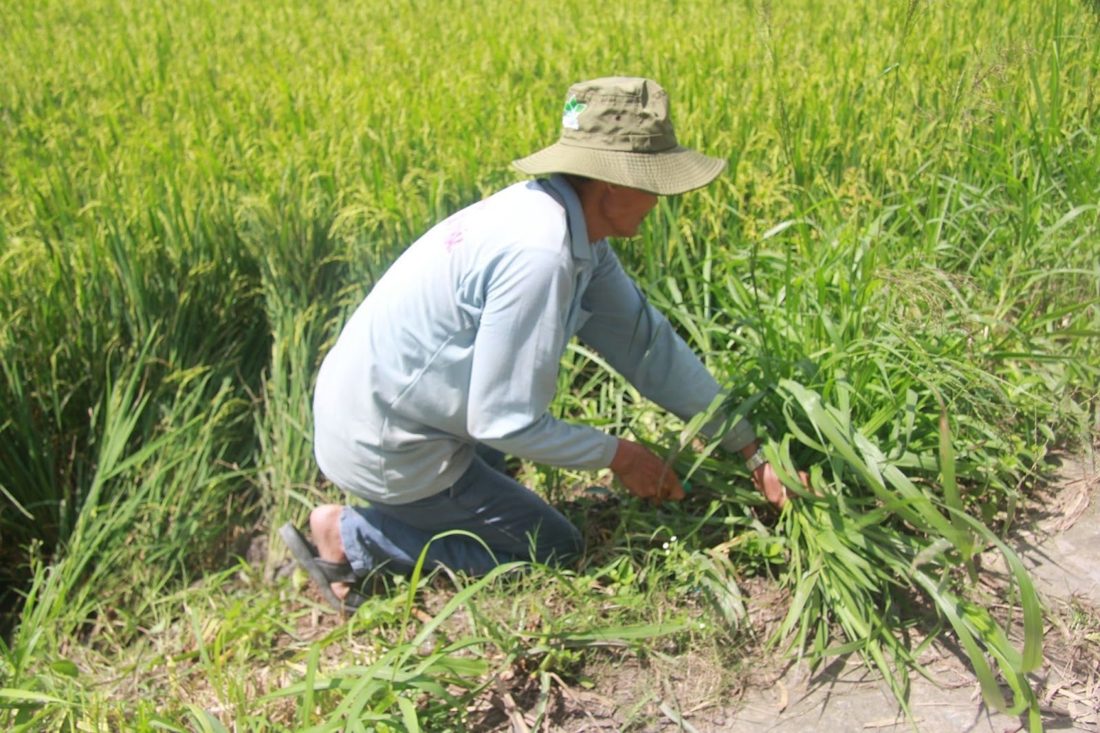 Tehnologie Agricolă-7.jpg