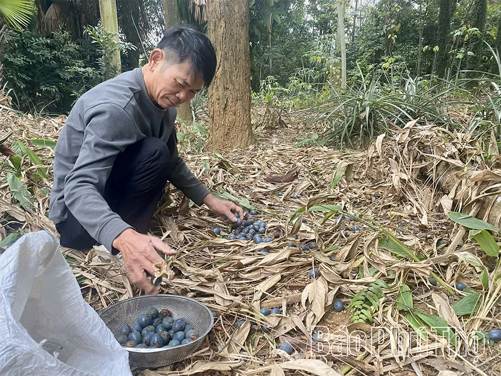 Lạ miệng từ món xôi cọ