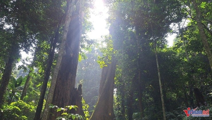 I turisti si avventurano attraverso foreste naturali a più strati, piccoli ruscelli e alberi secolari.