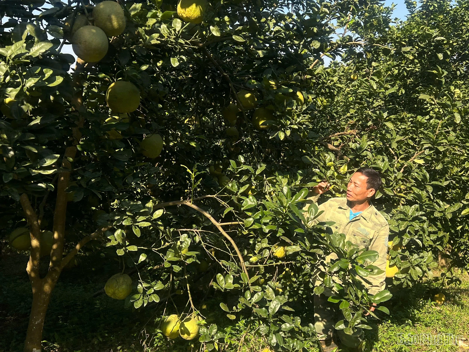 Die Bauern des angestammten Landes wetteifern in patriotischem Wettstreit.