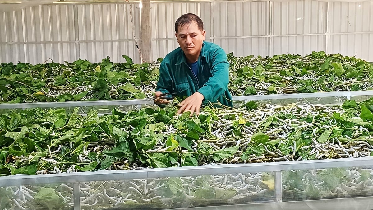 তুঁত চাষ ও রেশম পালন শিল্প স্থানীয় মানুষের জীবন-জীবিকা স্থিতিশীল করতে সাহায্য করে। ছবি: তুয়ান আন।