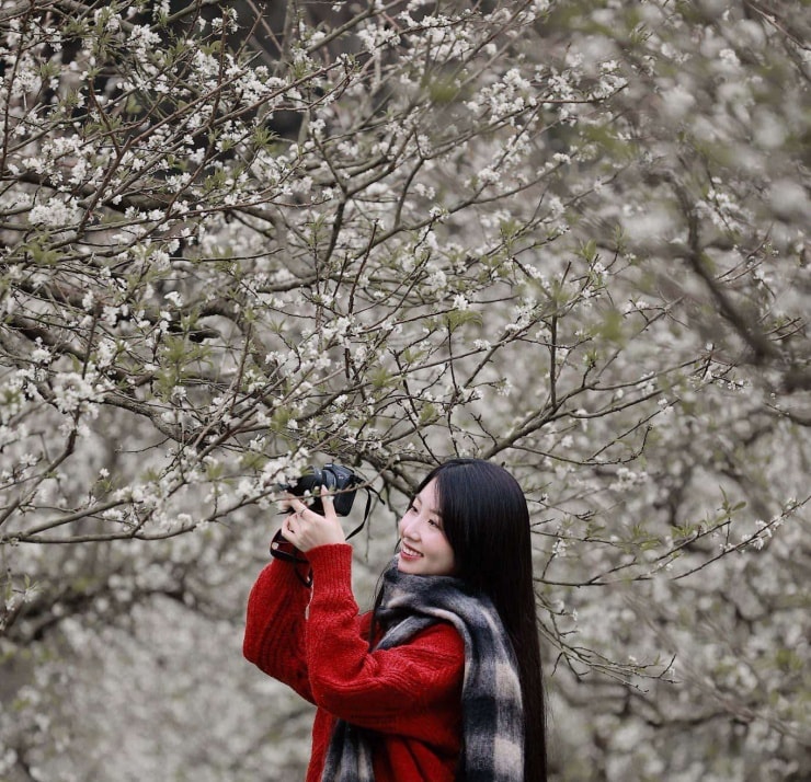 Die Pflaumenhaine in Moc Chau stehen in voller weißer Blüte; junge Leute sollten sich diese Gelegenheit während der Neujahrsfeiertage nicht entgehen lassen. Foto: FBNV