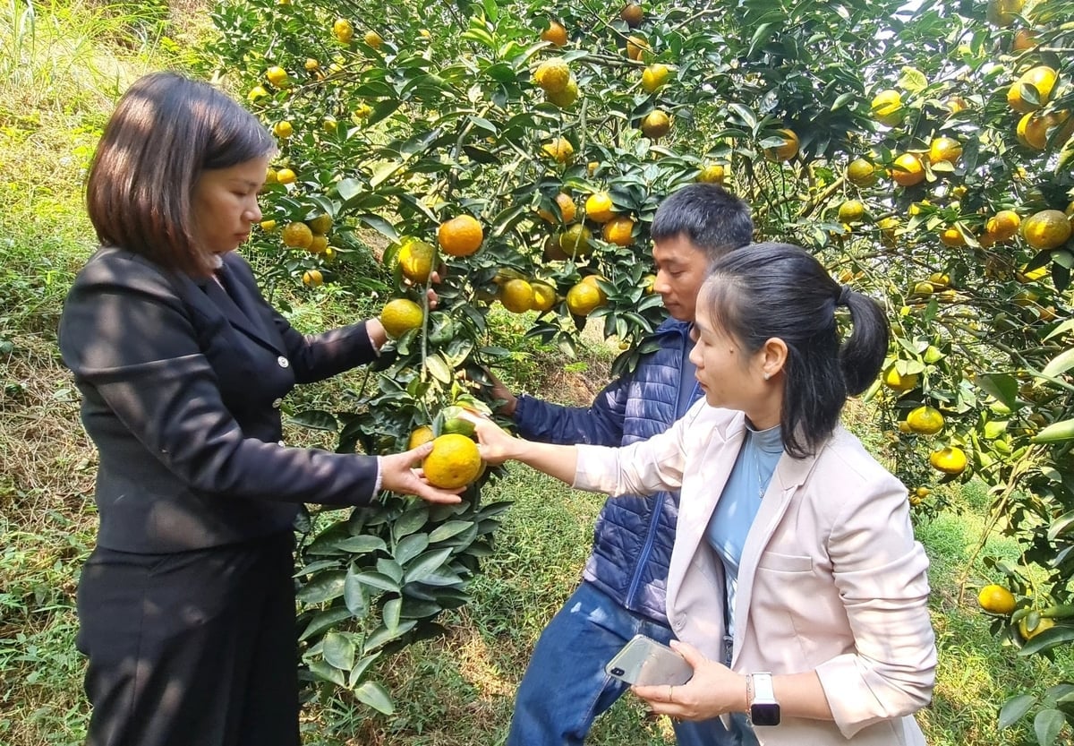 រហូតមកដល់បច្ចុប្បន្ន ខេត្ត Tuyen Quang មានផលិតផលចំនួន ៤៥៤ ដែលទទួលបានឋានៈផ្កាយ OCOP។ រូបថត៖ ដាវថាញ់។ Đến nay tỉnh Tuyên Quang có 454 sản phẩm đạt sao OCOP. Ảnh: Đào Thanh.