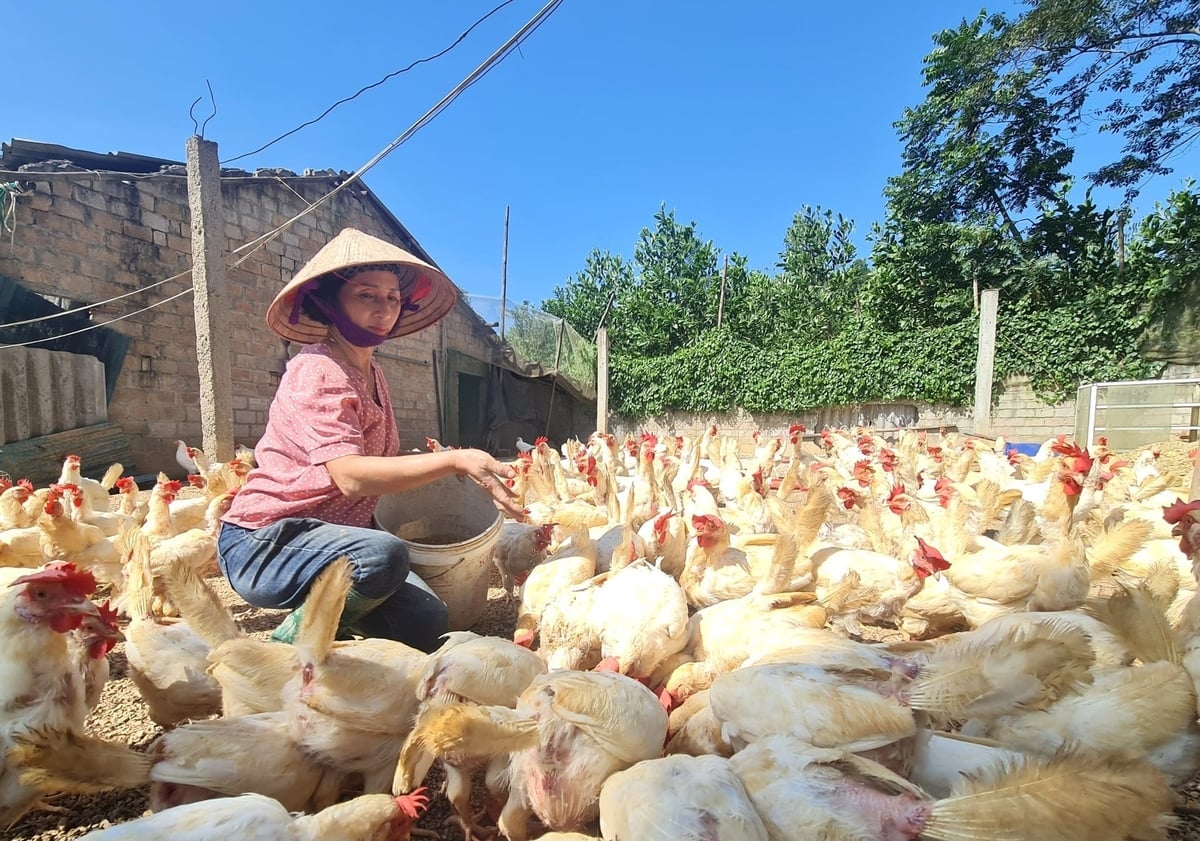 ផលិតផលកសិកម្មមកពីខេត្ត Tuyen Quang ដែលទទួលបានឋានៈជា OCOP (ឃុំមួយផលិតផលមួយ) បើកឱកាសឱ្យចូលទៅក្នុងទីផ្សារធំៗ។ រូបថត៖ ដាវថាញ់។ Nông sản của tỉnh Tuyên Quang đạt sao OCOP mở ra cơ hội tiến vào những thị trường lớn. Ảnh: Đào Thanh.