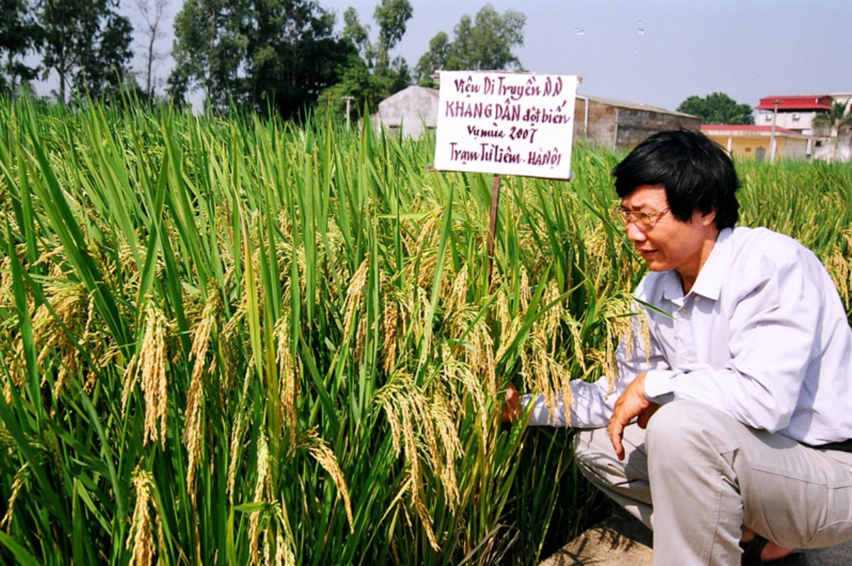 Giống lúa Khang Dân do Viện Di truyền Nông nghiệp nghiên cứu tại vụ mùa 2007. Ảnh: TL.