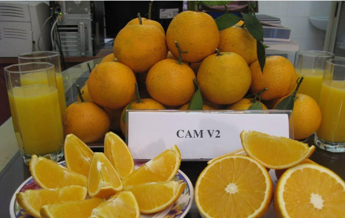 Giống cam không hạt Valencia 2 được nghiên cứu tại Phòng thí nghiệm trọng điểm quốc gia của Viện. Ảnh: TL.