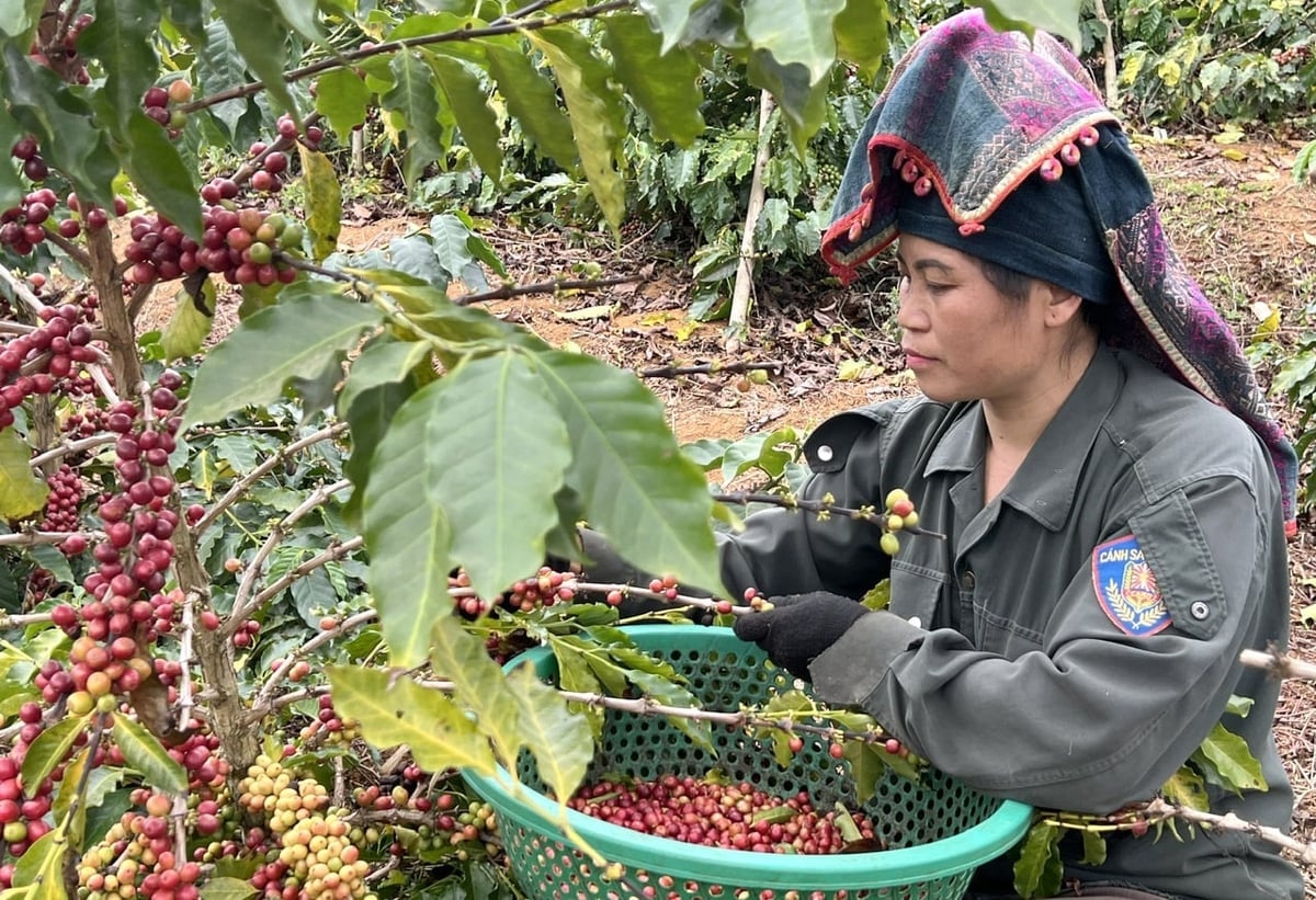 Bønder i Son La-provinsen høster Arabica-kaffe. Foto: Thanh Son.