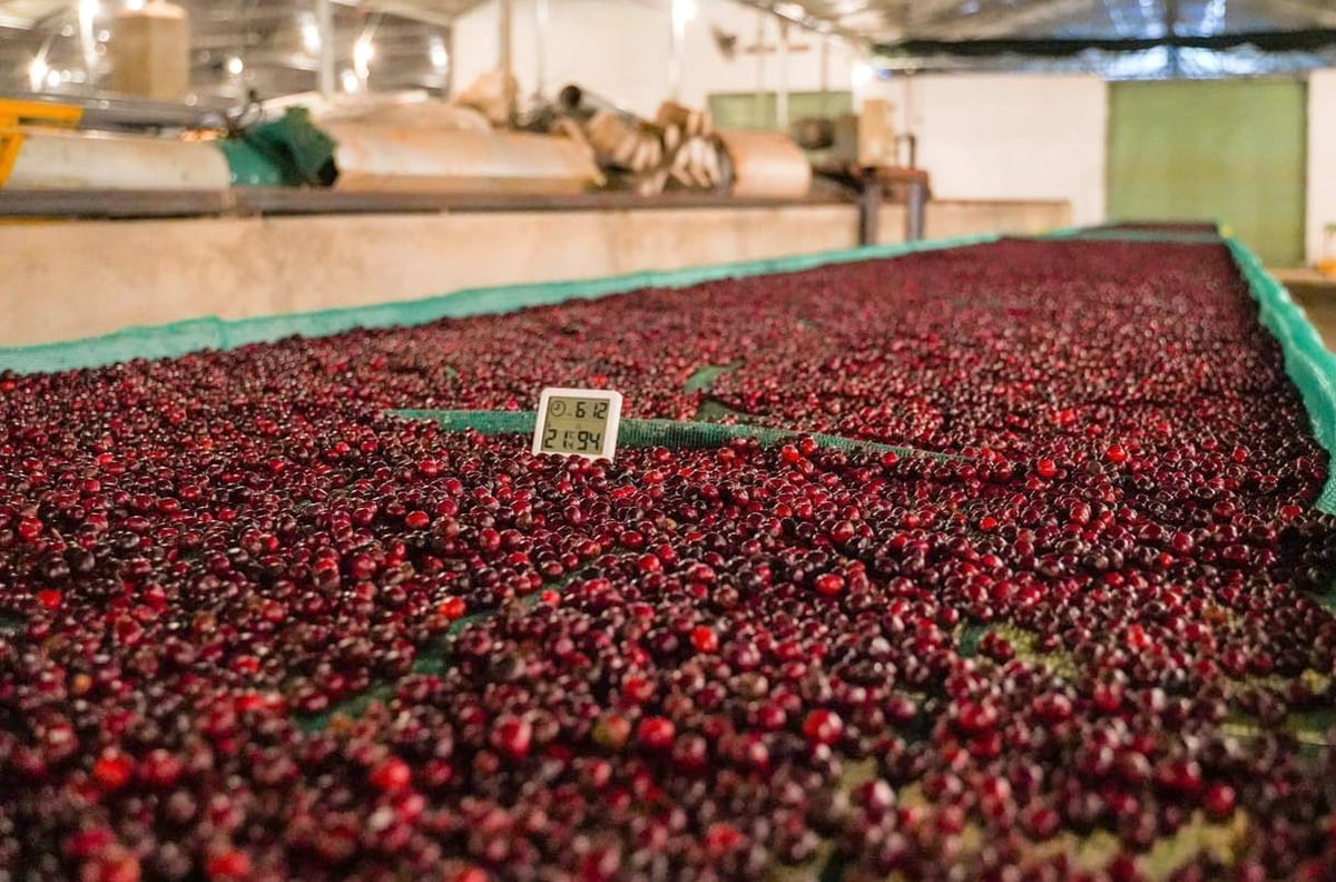 Programmet for gjenplanting av kaffe har forbedret produktiviteten og kvaliteten på vietnamesisk kaffe. Foto: Thanh Son.