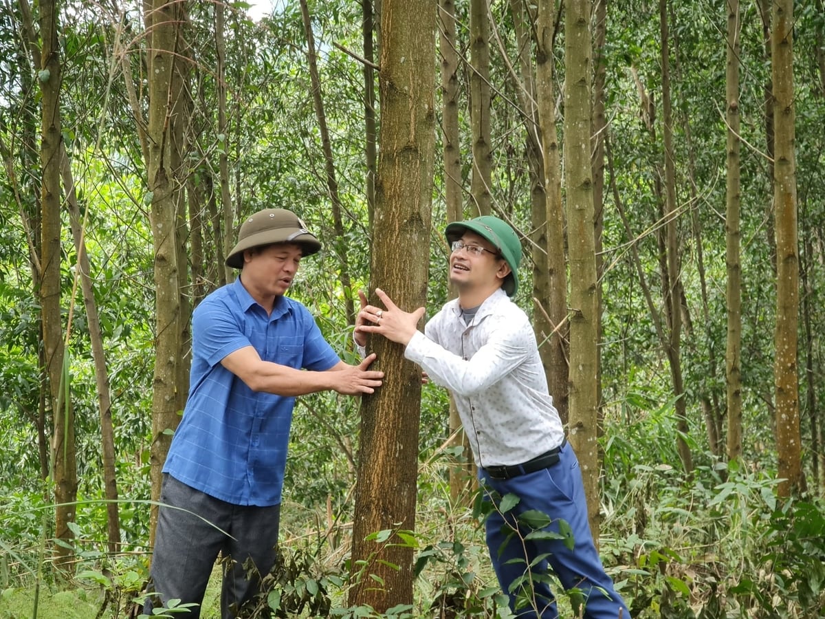 Được cấp chứng chỉ quản lý rừng bền vững là bước đi vững chắc để nâng cao chất lượng rừng ở Tuyên Quang. Ảnh: Đào Thanh.