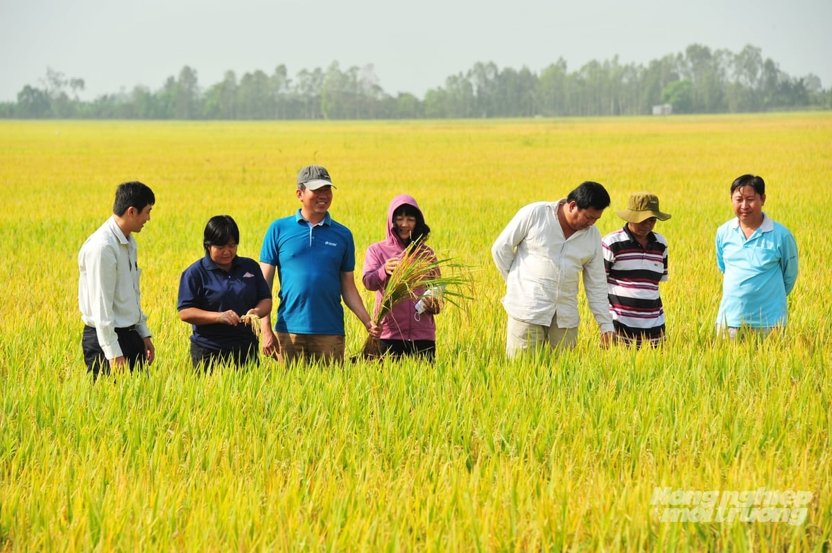 Cán bộ khuyến nông cùng nông dân thăm đồng, đánh giá sinh trưởng của cây lúa. Ảnh: Lê Hoàng Vũ.